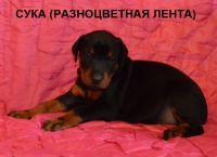 сука (разноцветная нитка) 28 дней
